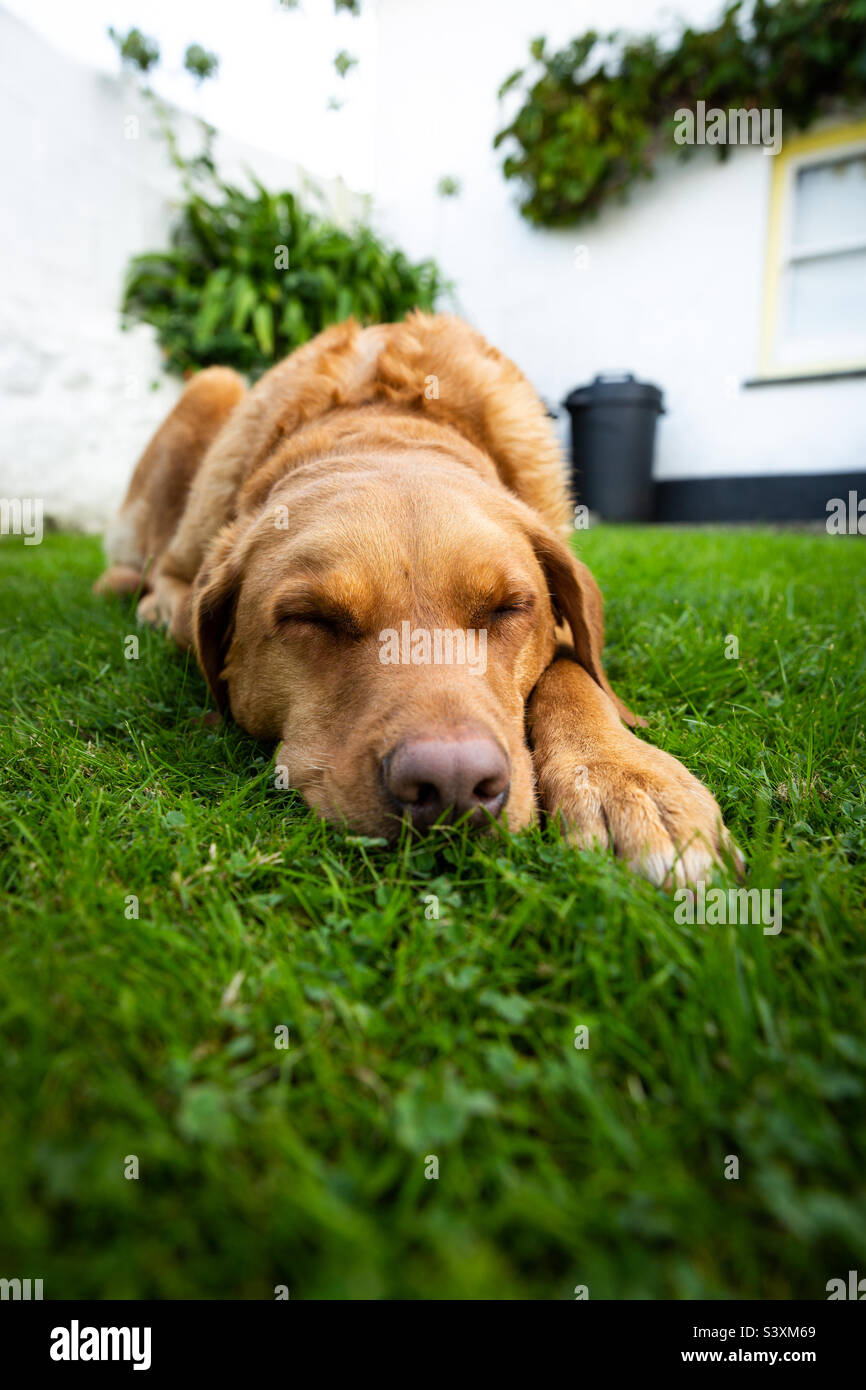Ein müder und schläfriger Labrador Retriever Hund mit geschlossenen Augen und schnellem Schlaf auf dem Rasen und Gras eines Hüttengartens mit Kopierfläche Stockfoto