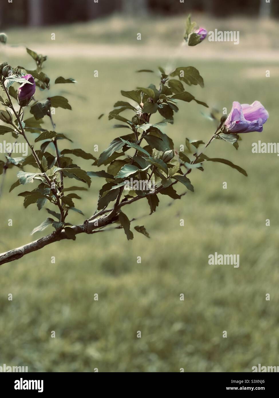 Rosa Blume auf Rose von Sharon Tree Stockfoto