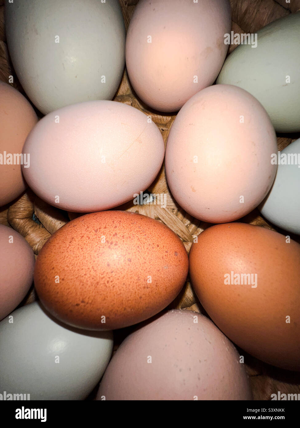 Frische Eier von Hinterhofhühnern in einer Vielzahl von Farben und Größen. - Smartphone-aufgenommenes Stockfoto