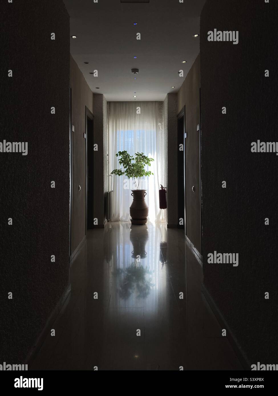 Topfpflanze in einem Hotelkorridor Stockfoto