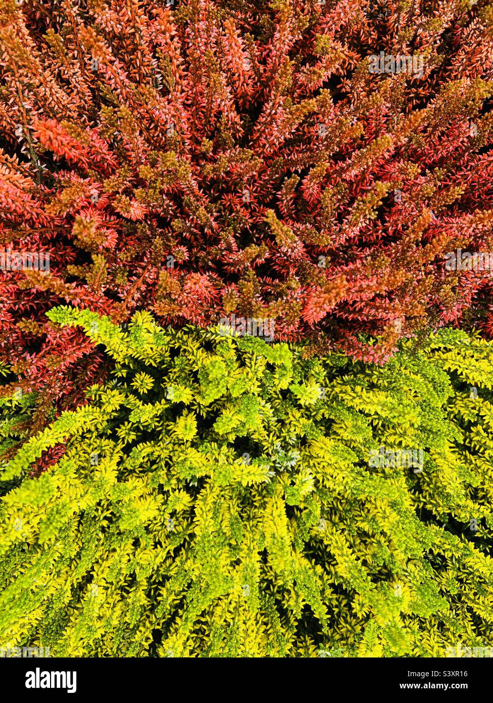 Falsch gefärbte Heidekraut Pflanzen. Rot, grün, gelb. Schottisches Heidekraut. Calluna vulgaris Stockfoto