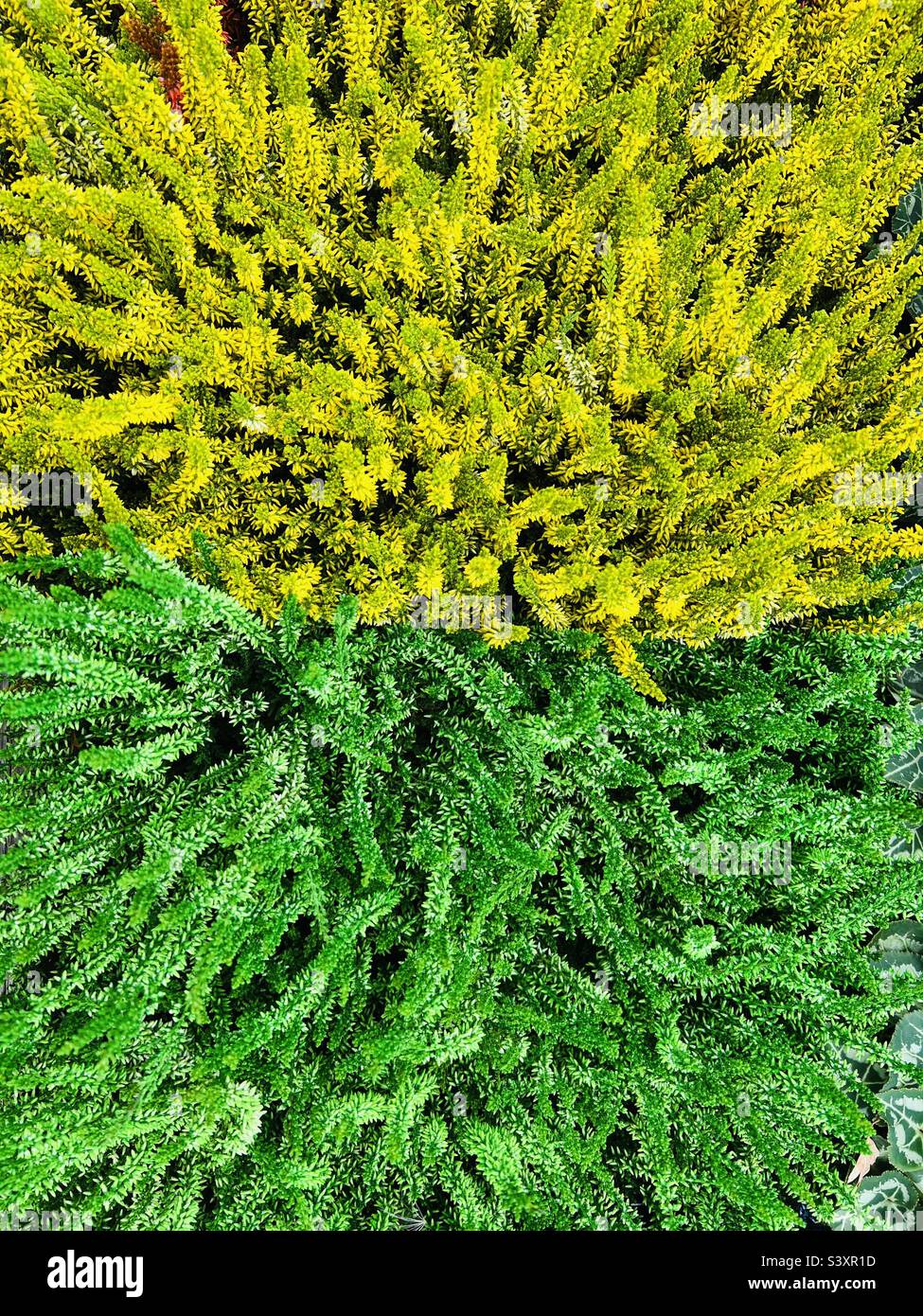 Falsche, künstlich gefärbte schottische Heidekraut-Pflanze. Calluna vulgaris. Grün gelb. Stockfoto