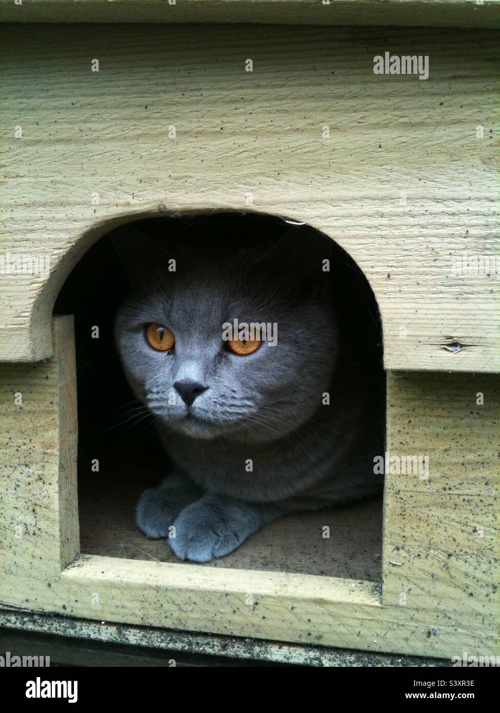 ‘Der Beobachter’. Britische blaue Katze, die in einem hölzernen Katzenhaus unterkommt und das Treiben in seinem Garten beobachtet Stockfoto