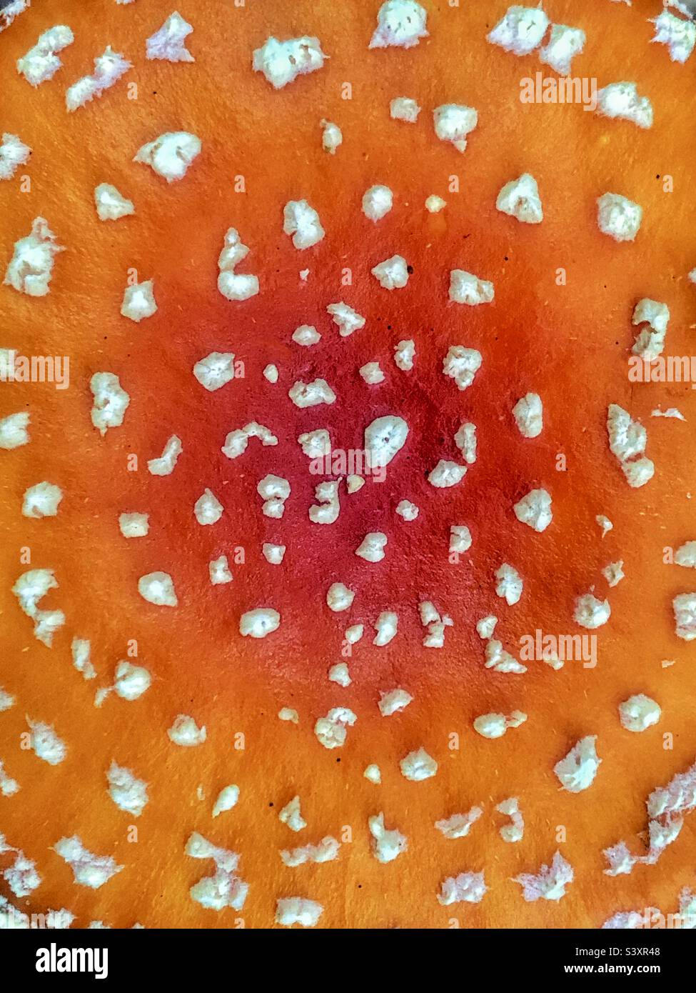 Fliege agarische Pilzmütze Textur Stockfoto