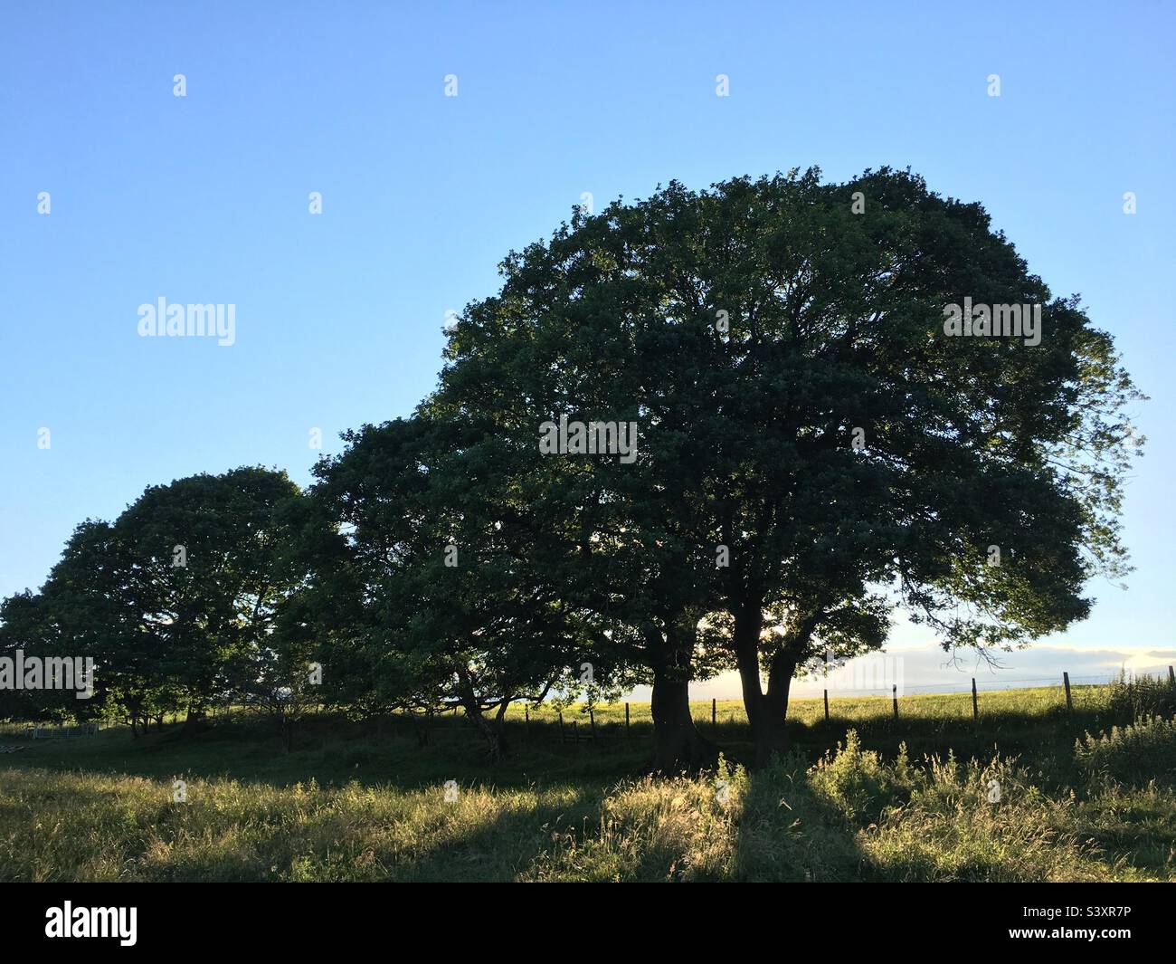 Reihe von majestätischen alten Eichen in einem ländlichen Feld im Sommer Stockfoto