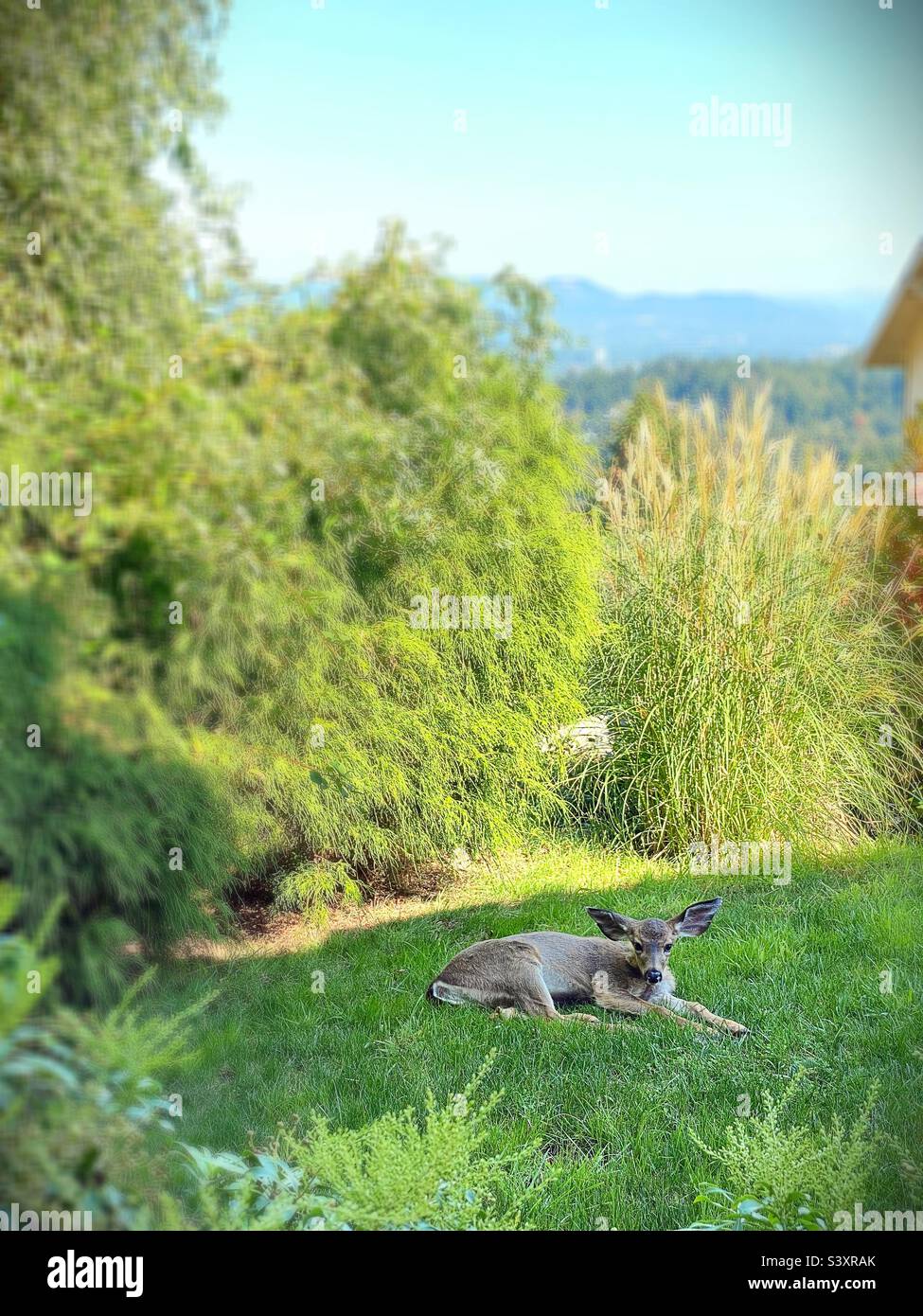 Ein Rehkitz auf dem Rasen eines Hauses in Eugene, Oregon. Stockfoto