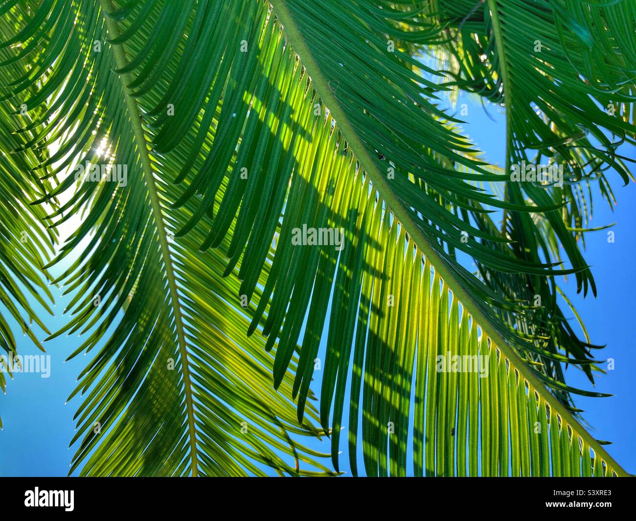 Grüne Wedel der Sago-Palme von unten gesehen, mit blauem Himmel oben Stockfoto