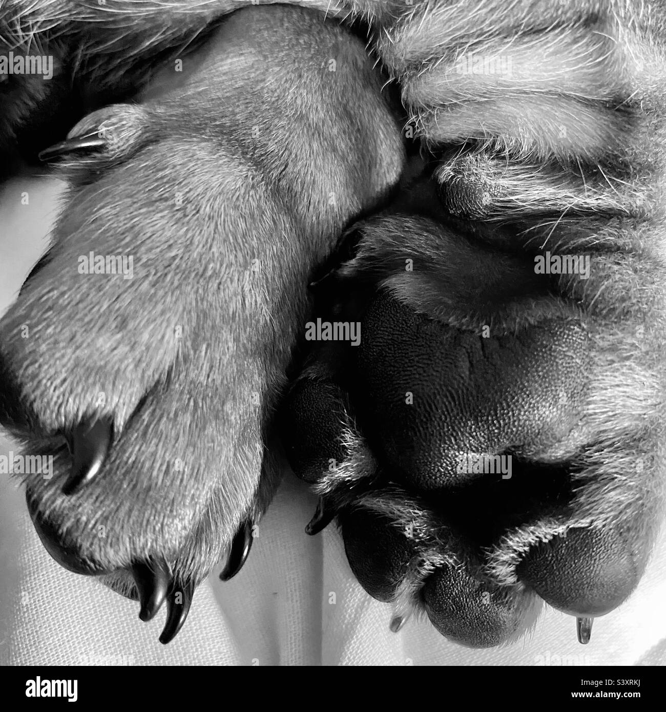 Eine Nahaufnahme der Pfoten eines Dachshund-Hündchens, die die Details der Polster und des Fußes zeigt - Smartphone-aufgenommenes Stockfoto