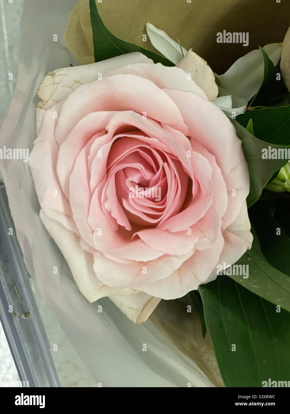 Weiche rosa rose Stockfoto