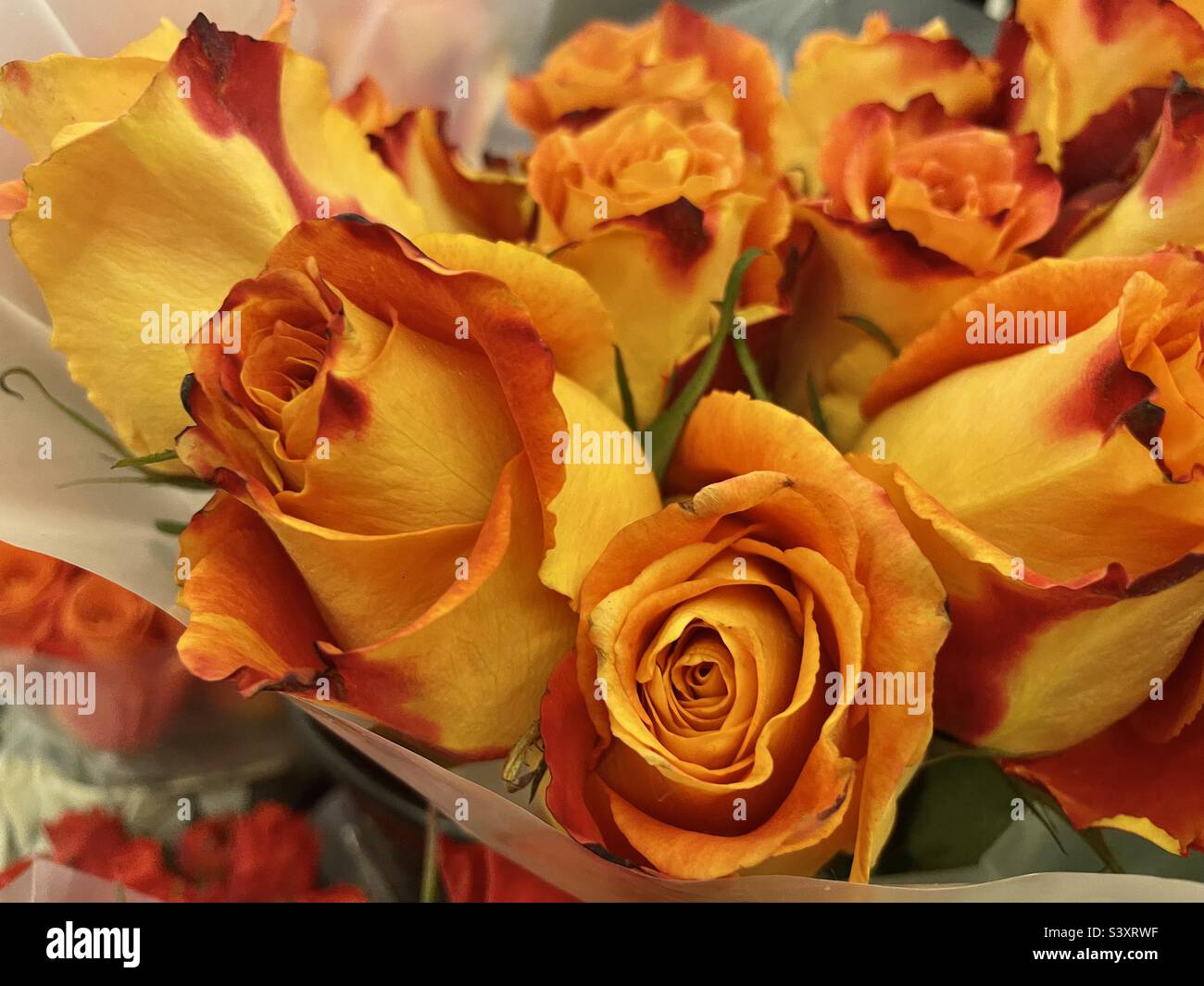 Gelbe und rote Rosen Stockfoto