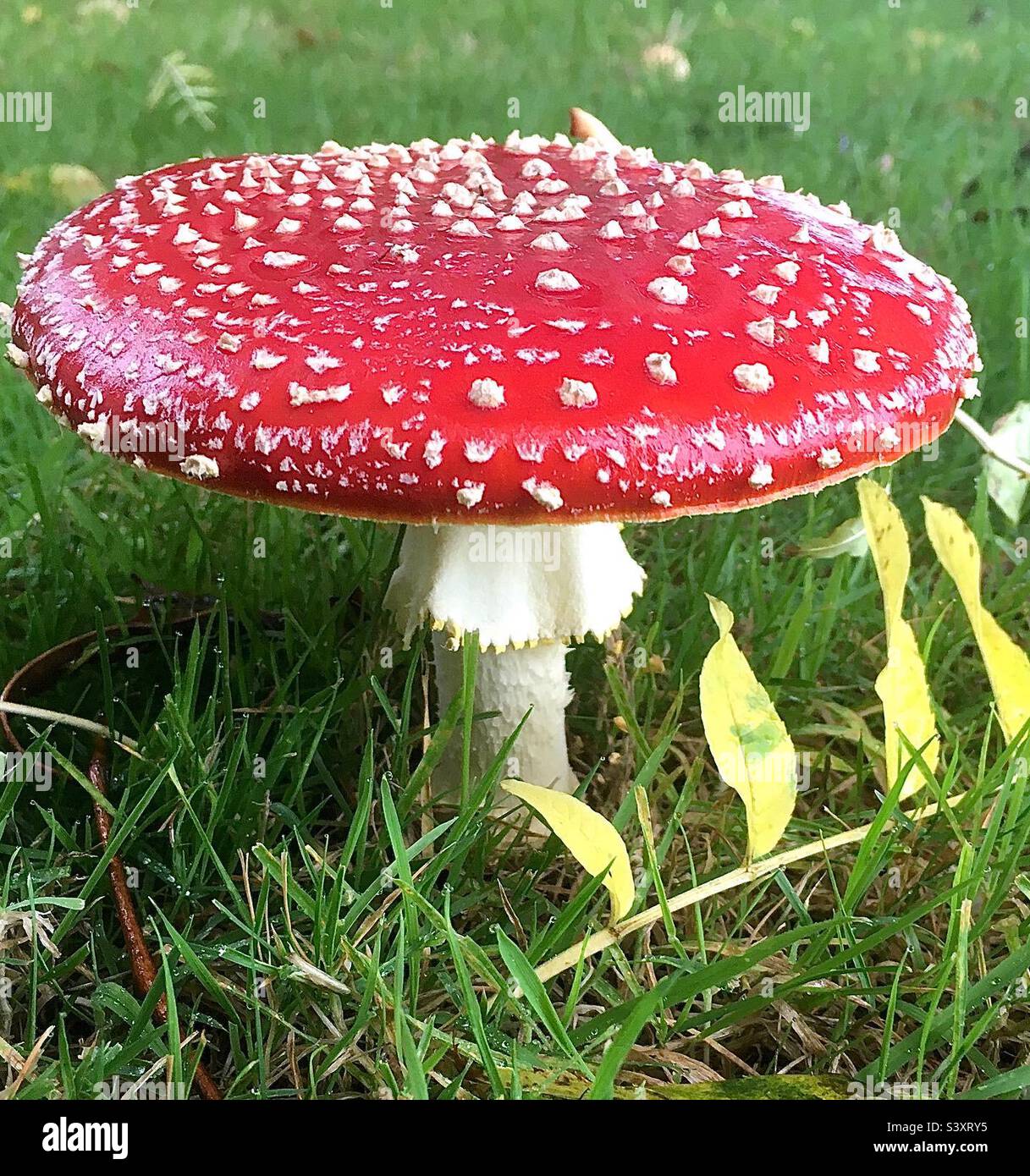 Pilz, rot, grün, gelb, Gras, Natur, herbstlich Stockfoto