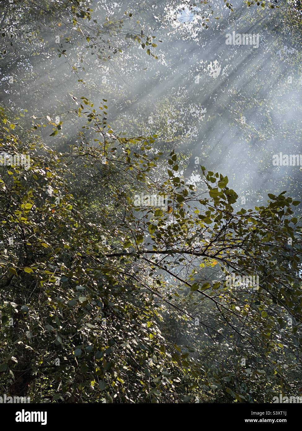 Sonnenlicht durch Bäume Stockfoto