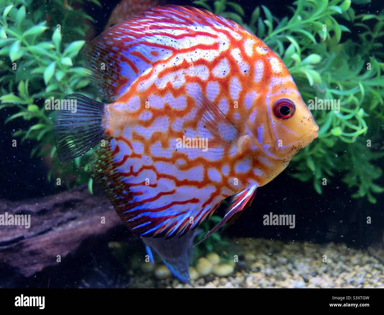 Orangefarbene und weiße Fische in einem Aquarium - Smartphone-aufgenommenes Stockfoto