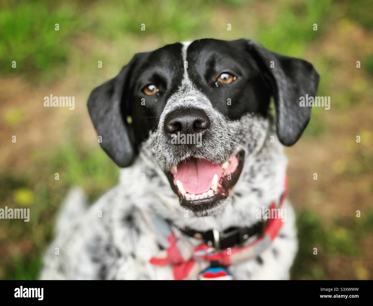 Mein glücklich lächelnder Hund. Haustiere sind die besten und ich liebte gefleckte Hunde am meisten. Stockfoto