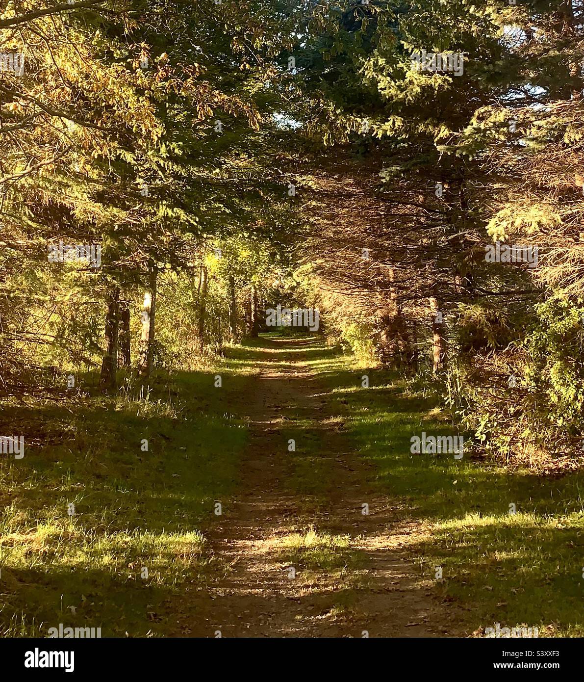 Baumkronen gehen im Wald Stockfoto