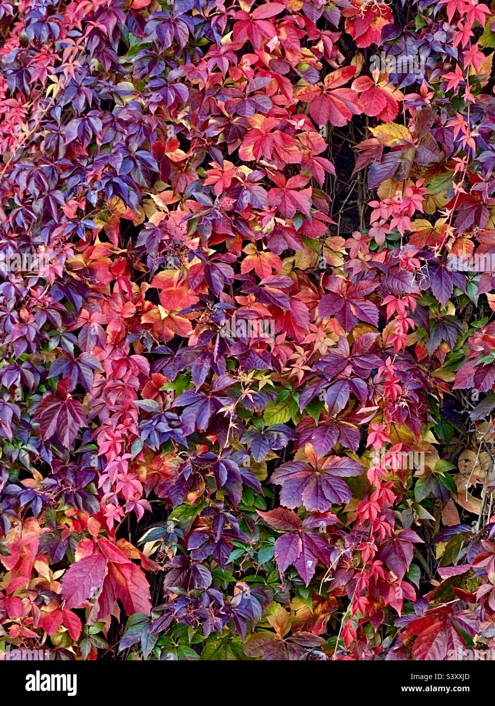 Farbenfrohe Kletterei Ivy - Smartphone-aufgenommenes Stockfoto
