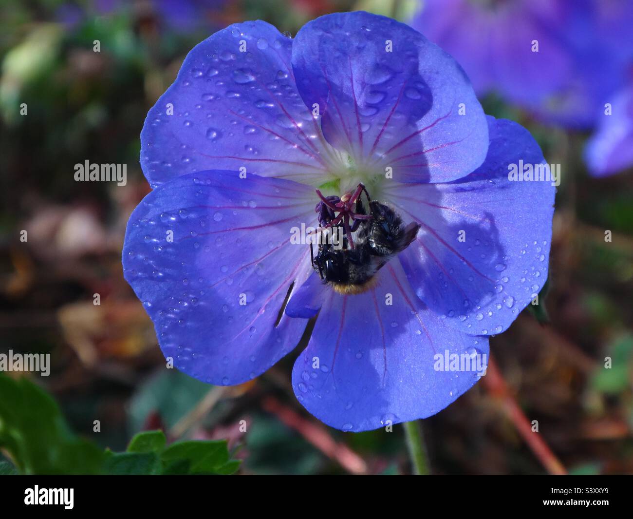 Hummelbiene, gemeine Carderbiene (Bombus pascuorum), die sich vor Regen in einer blauen Geranienblüte versteckt Stockfoto