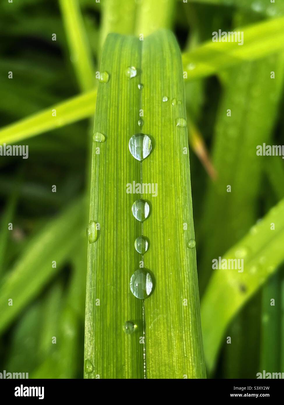 Natürliche Geometrie Stockfoto