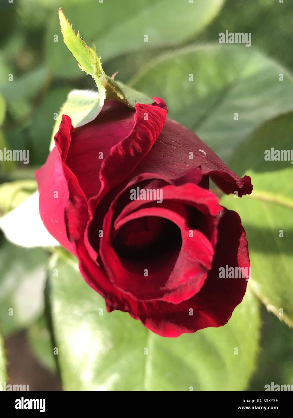 Baby Rose Blütenblatt Stockfoto