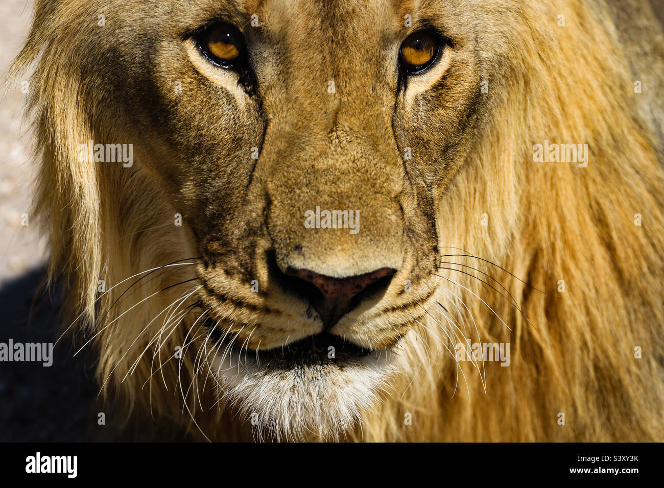 Nahaufnahme des Löwen, Großkatze, Löwenmähe, Löwengesicht, afrikanische Tierwelt. Stockfoto