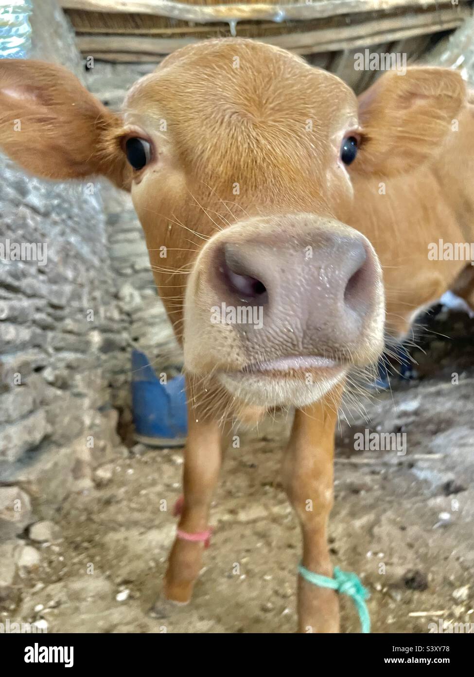 Neugierige Kalbskopfschuss - Smartphone-aufgenommenes Stockfoto