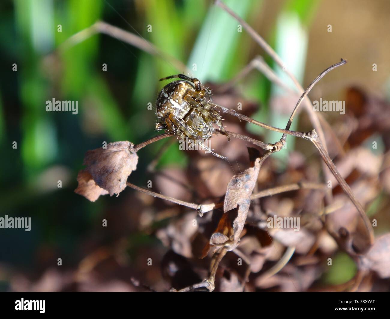 Verängstigte weibliche Gartenspinne (Araneus diadematus) rollte sich auf einem trockenen Zweig in einem Ball zusammen Stockfoto