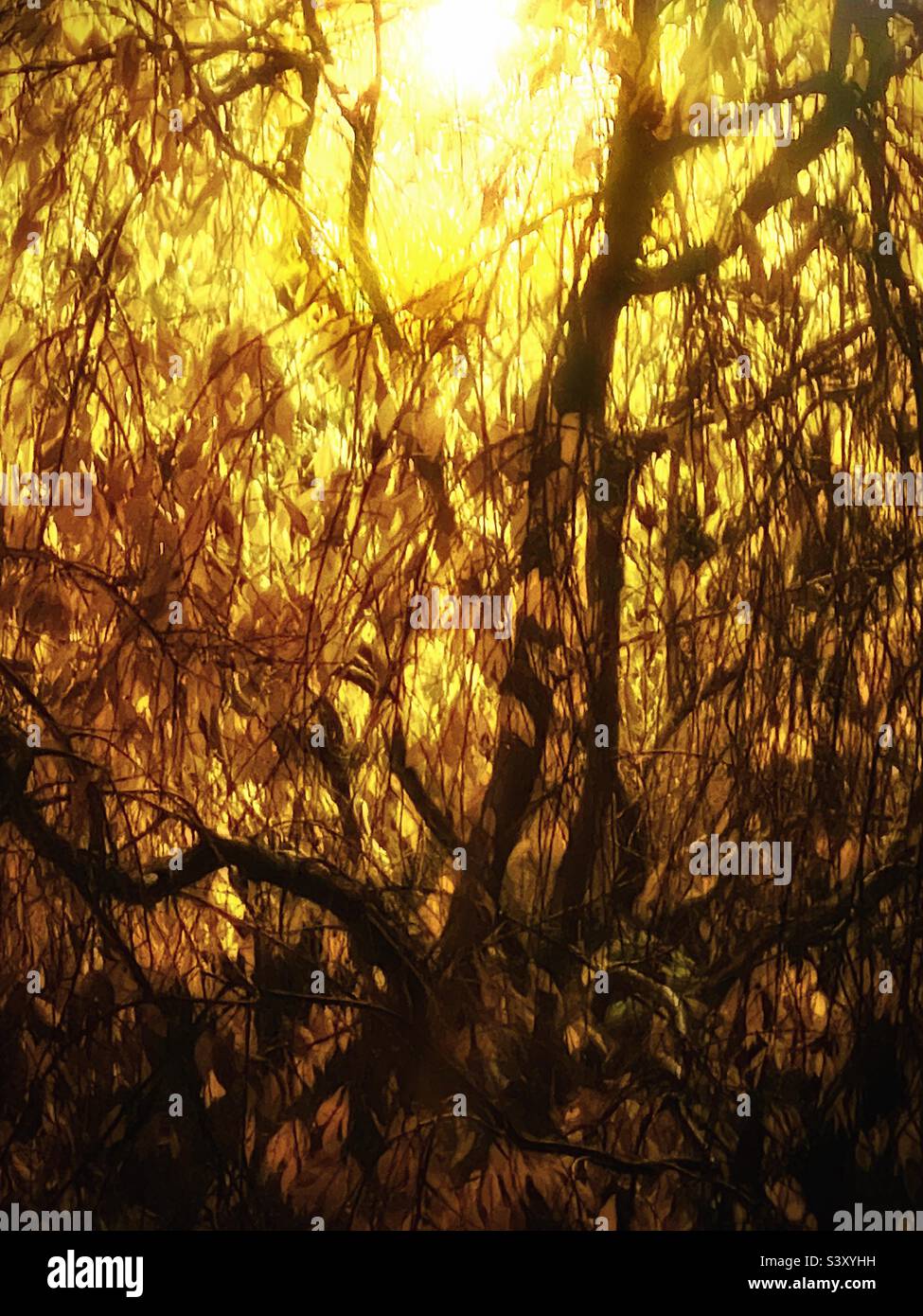 Ein weinender Kirschbaum, der nach Einbruch der Dunkelheit im Herbst in Utah, USA, von oben nach unten von einer Straßenlaterne beleuchtet wurde. Weiche Goldtöne und Blattformen machen eine schöne natürliche Abstraktion. - Smartphone-aufgenommenes Stockfoto