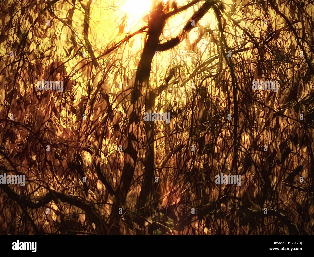 Ein weinender Kirschbaum, der nach Einbruch der Dunkelheit im Herbst in Utah, USA, von oben nach unten von einer Straßenlaterne beleuchtet wurde. Weiche Goldtöne und Blattformen machen eine schöne natürliche Abstraktion. - Smartphone-aufgenommenes Stockfoto