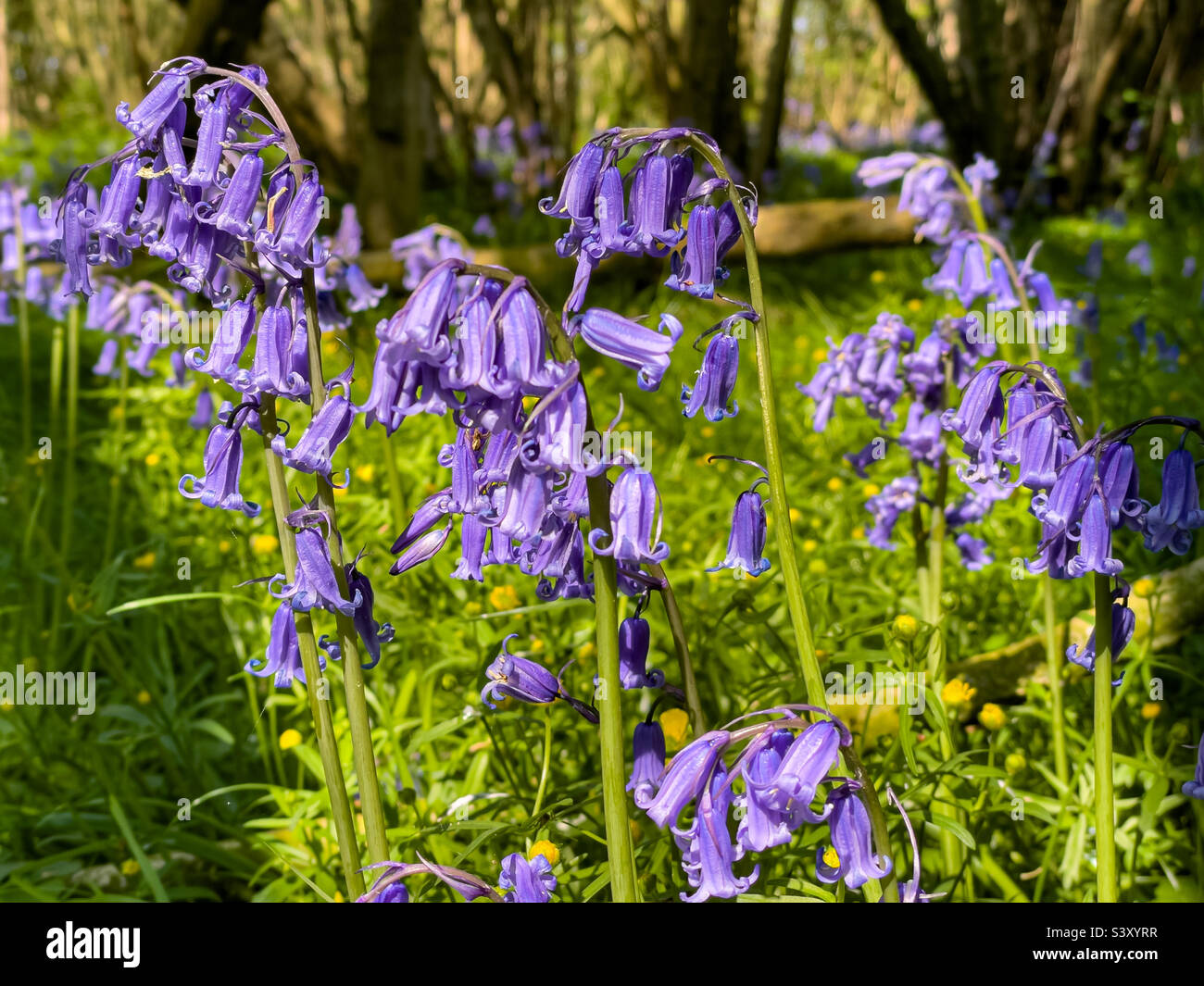 Waldbluebell blüht - Smartphone-aufgenommenes Stockfoto