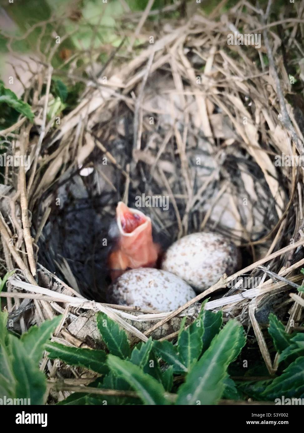 Baby Cardinal Nestling wartet auf Mutter Vogel Stockfoto