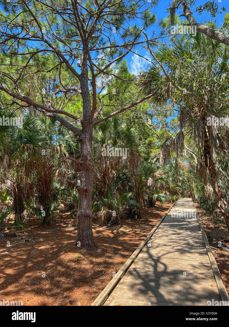 Holzweg in Florida - Smartphone-aufgenommenes Stockfoto