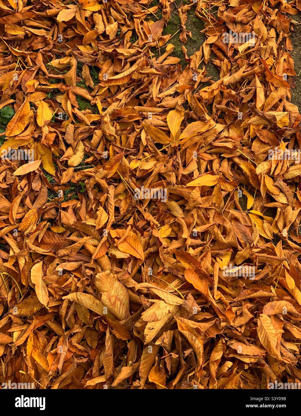 Knusprige Herbstblätter Stockfoto