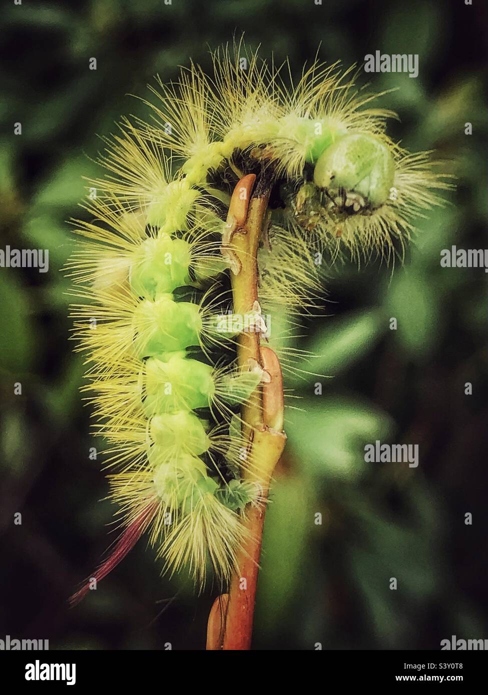 Blasse Tussock Moth Raupe - Smartphone-aufgenommenes Stockfoto