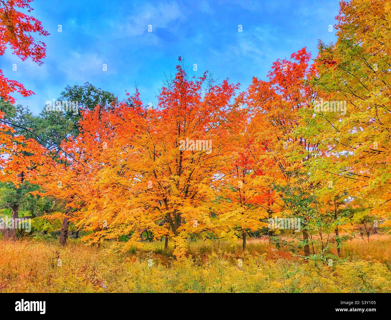 Die Schönheit des Herbstes. Stockfoto