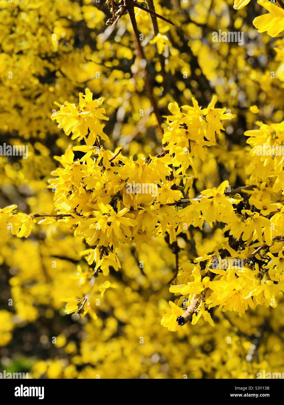 Frühling Gelb blüht im April - Smartphone-aufgenommenes Stockfoto