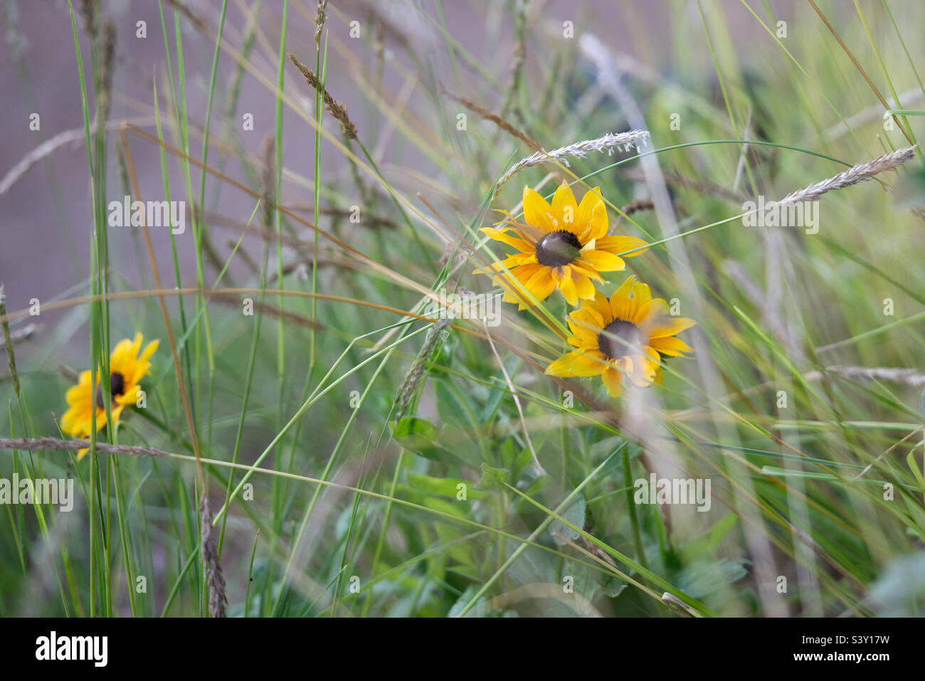 Baby Sonnenblumen Stockfoto