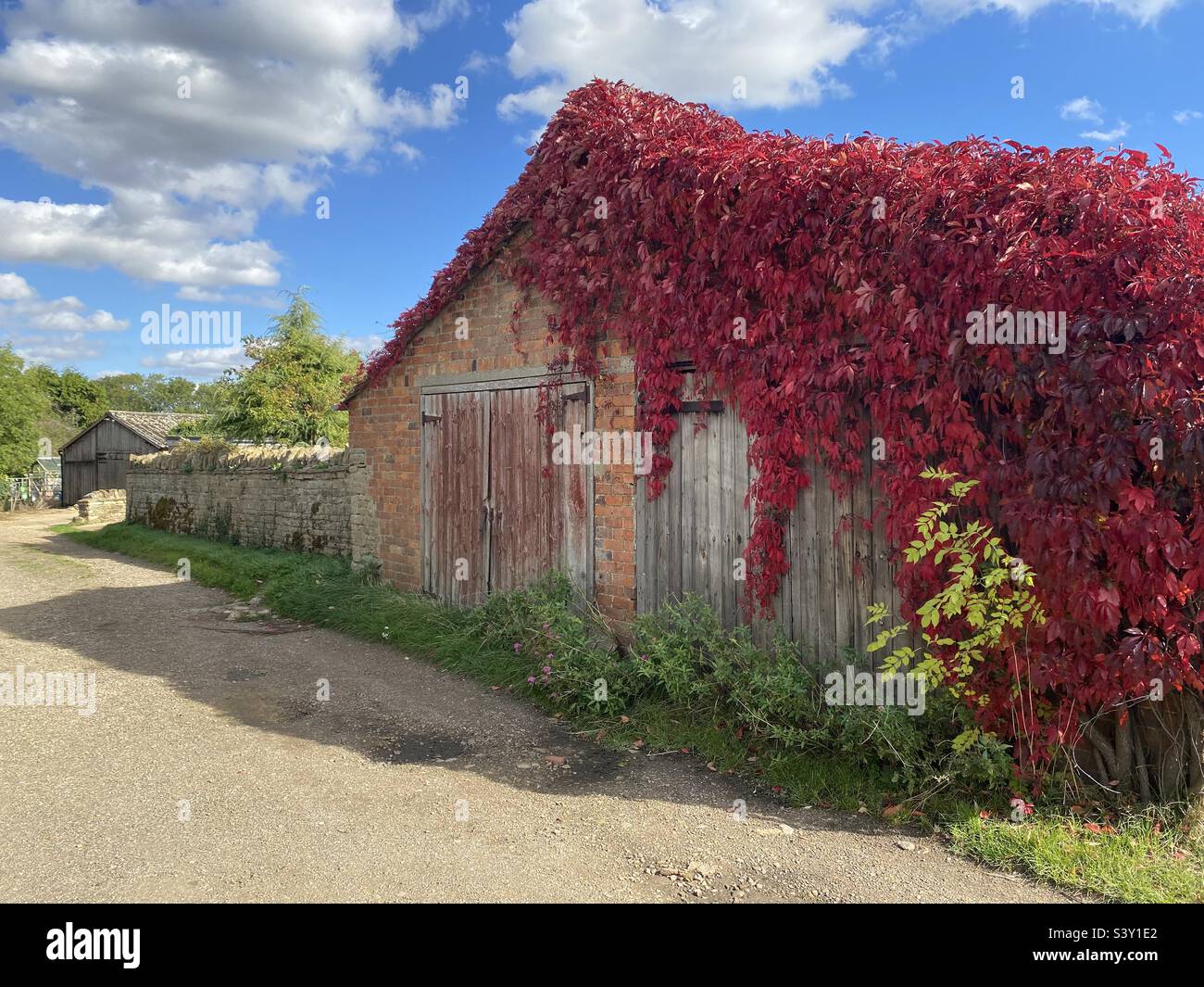 Roter Efeu über der Garage Stockfoto