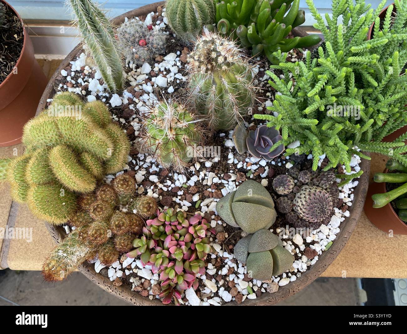 Mini Kaktusgarten von oben gesehen - Smartphone-aufgenommenes Stockfoto
