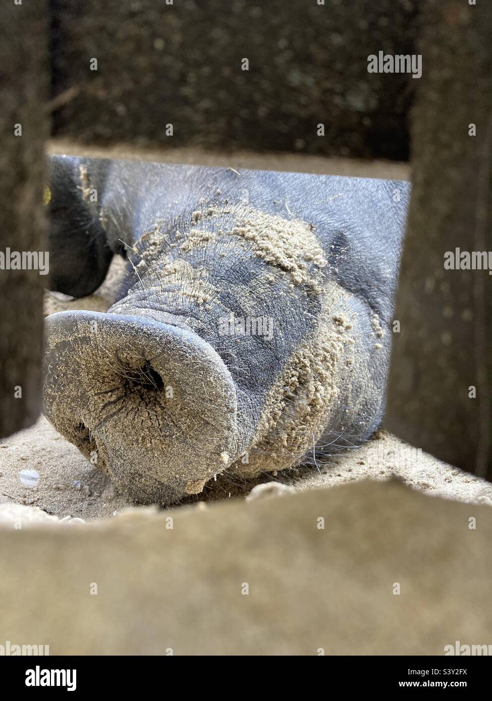 Ein Schwein steckt seine Nase durch eine Lücke in den Zaun Stockfoto