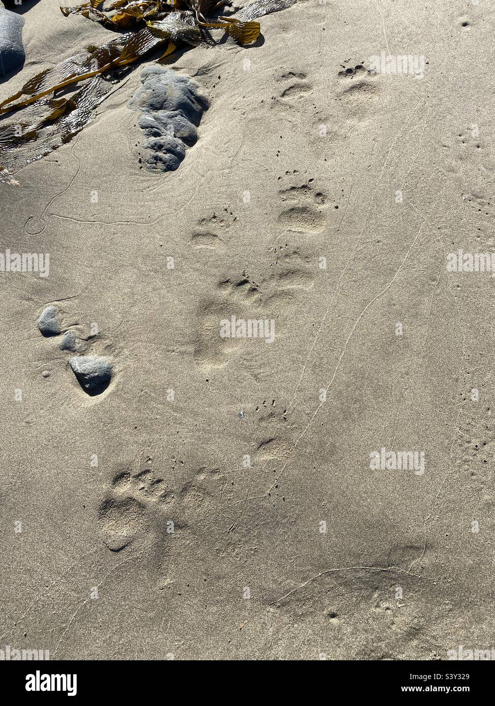 Schwarzbär-Drucke im Sand Stockfoto