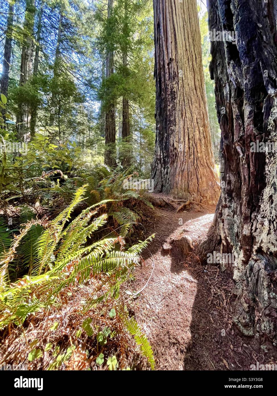 Redwoods National Park, Kalifornien. Stockfoto