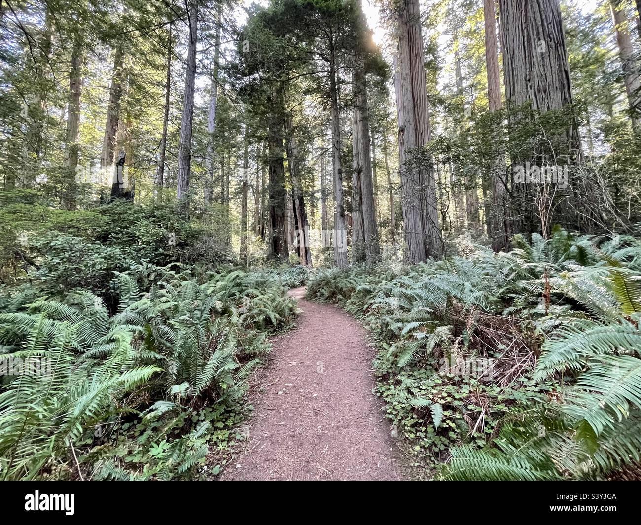 Redwoods National Park, Kalifornien. Stockfoto