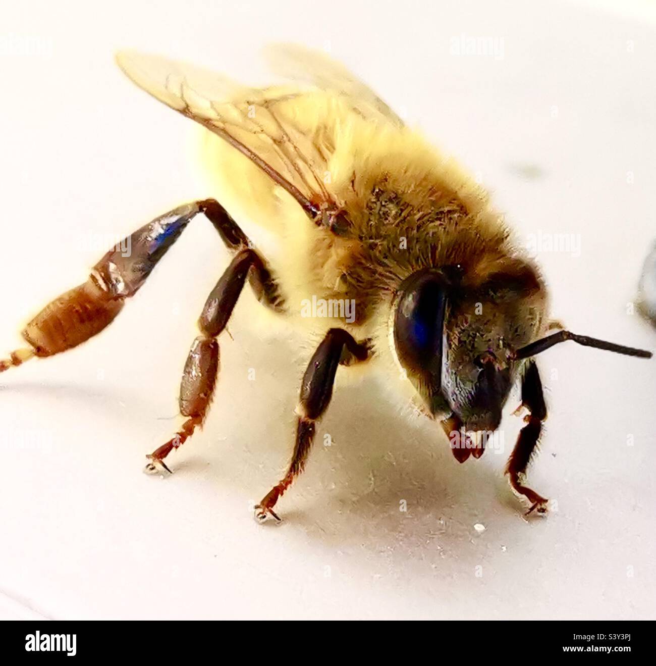Nahaufnahme einer Honigbiene. Stockfoto