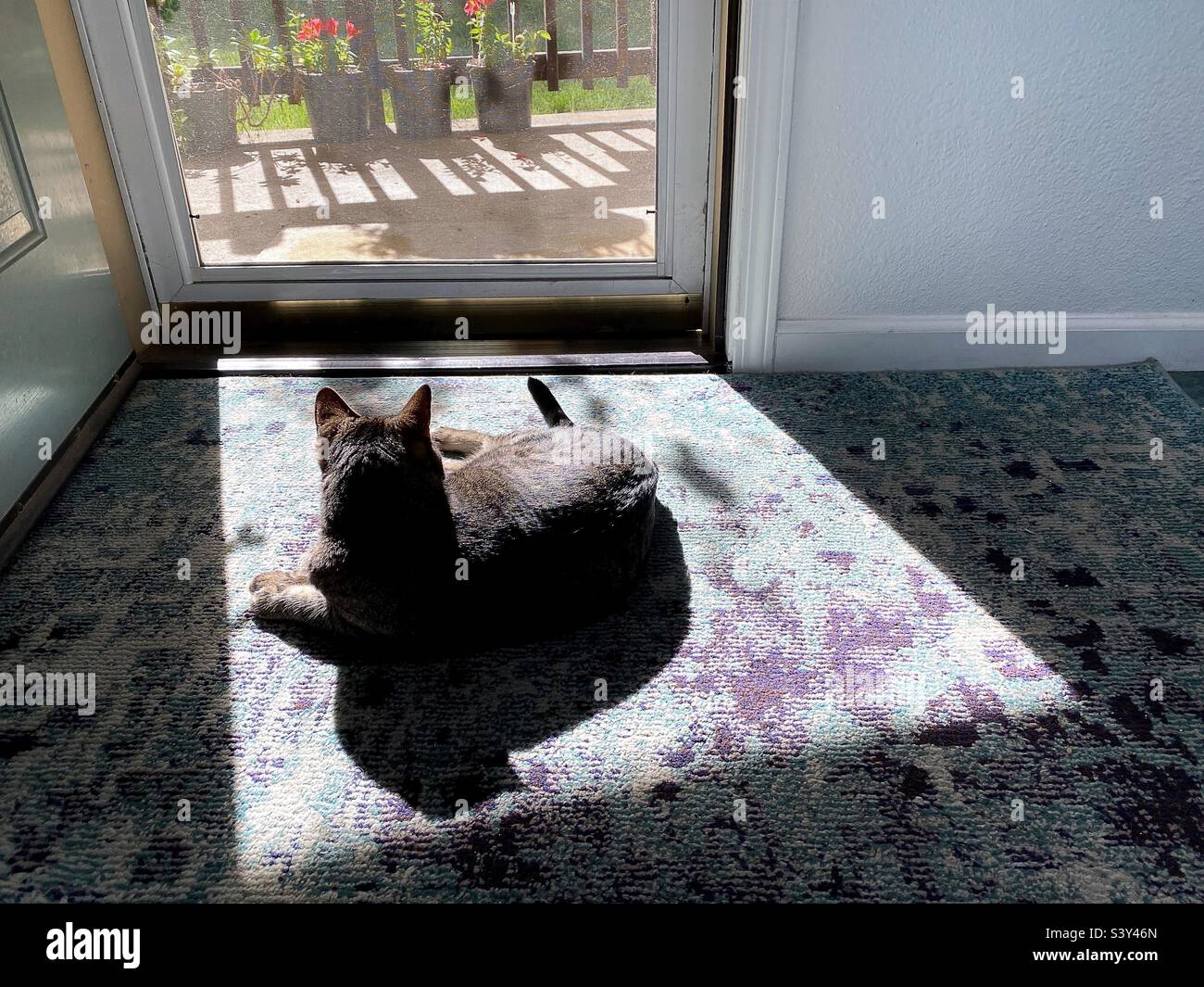 Katze liegt im Sonnenlicht vor der Tür des Bildschirms. Stockfoto