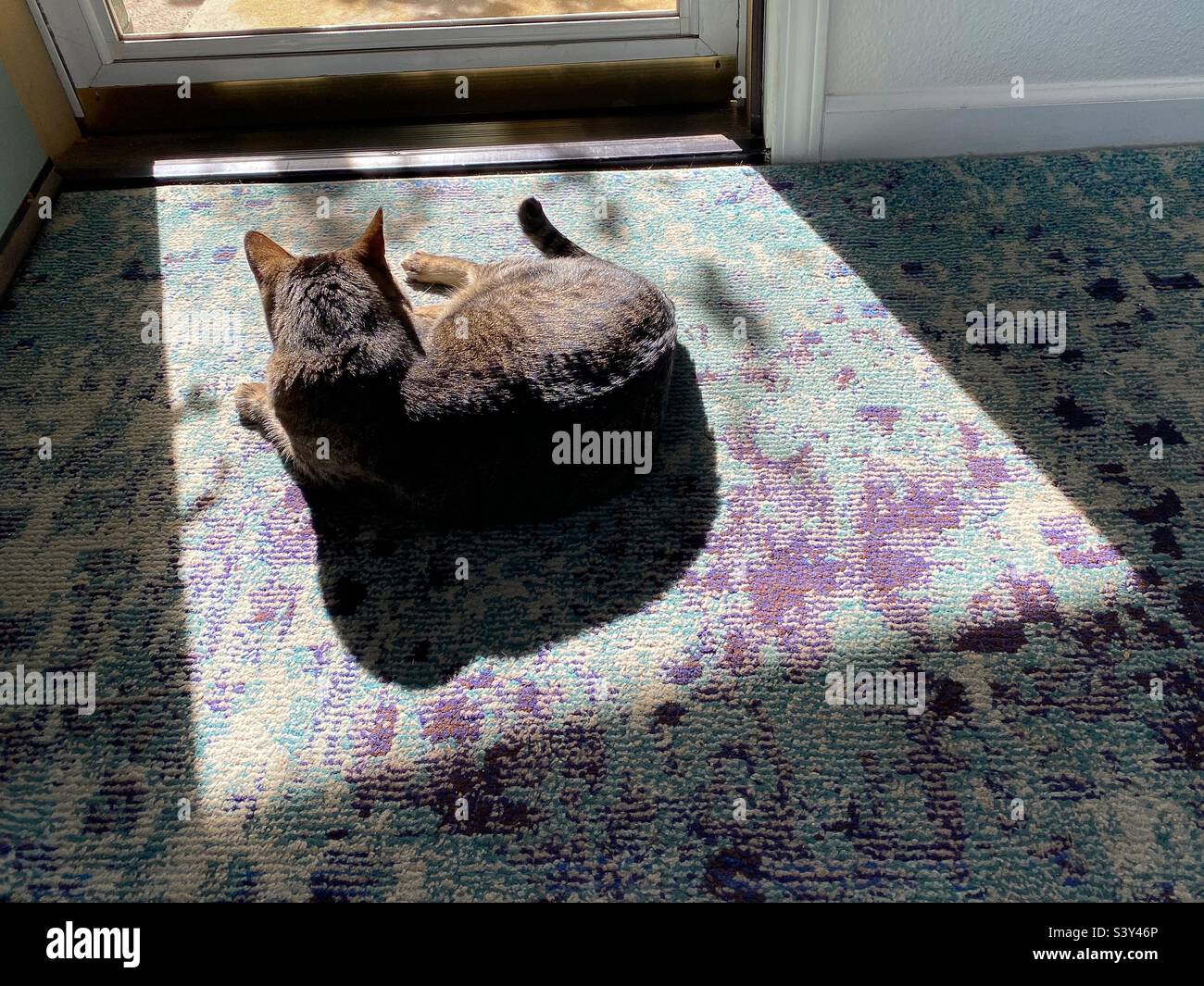 Katze liegt in der Sonne vor der offenen Tür. Stockfoto