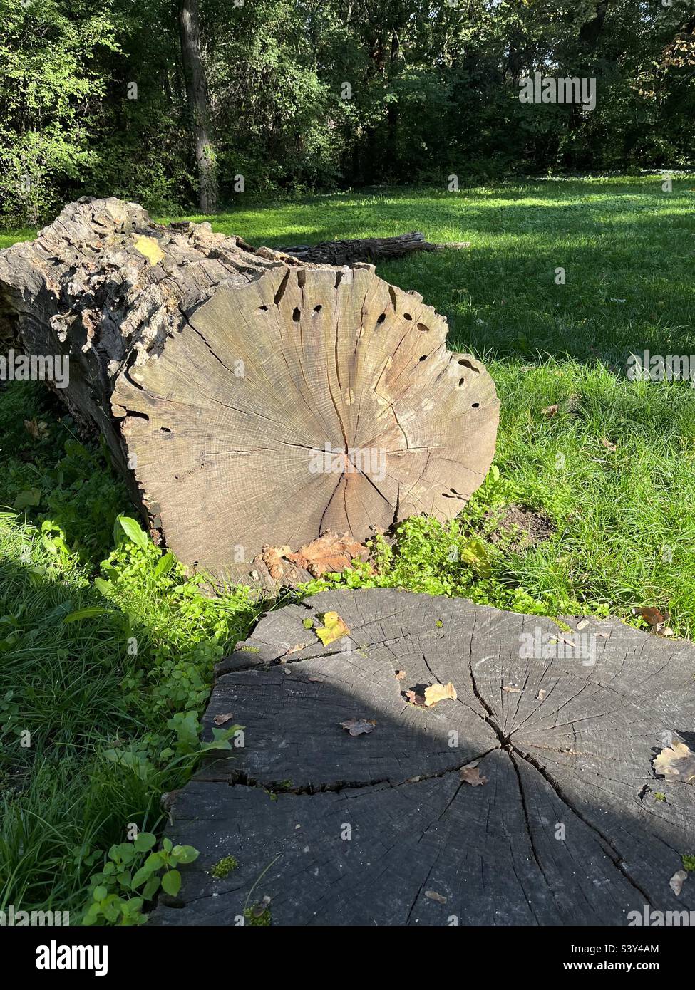 Baumstumpf mit altersbestimmenden Ringen des Baumes. Stockfoto