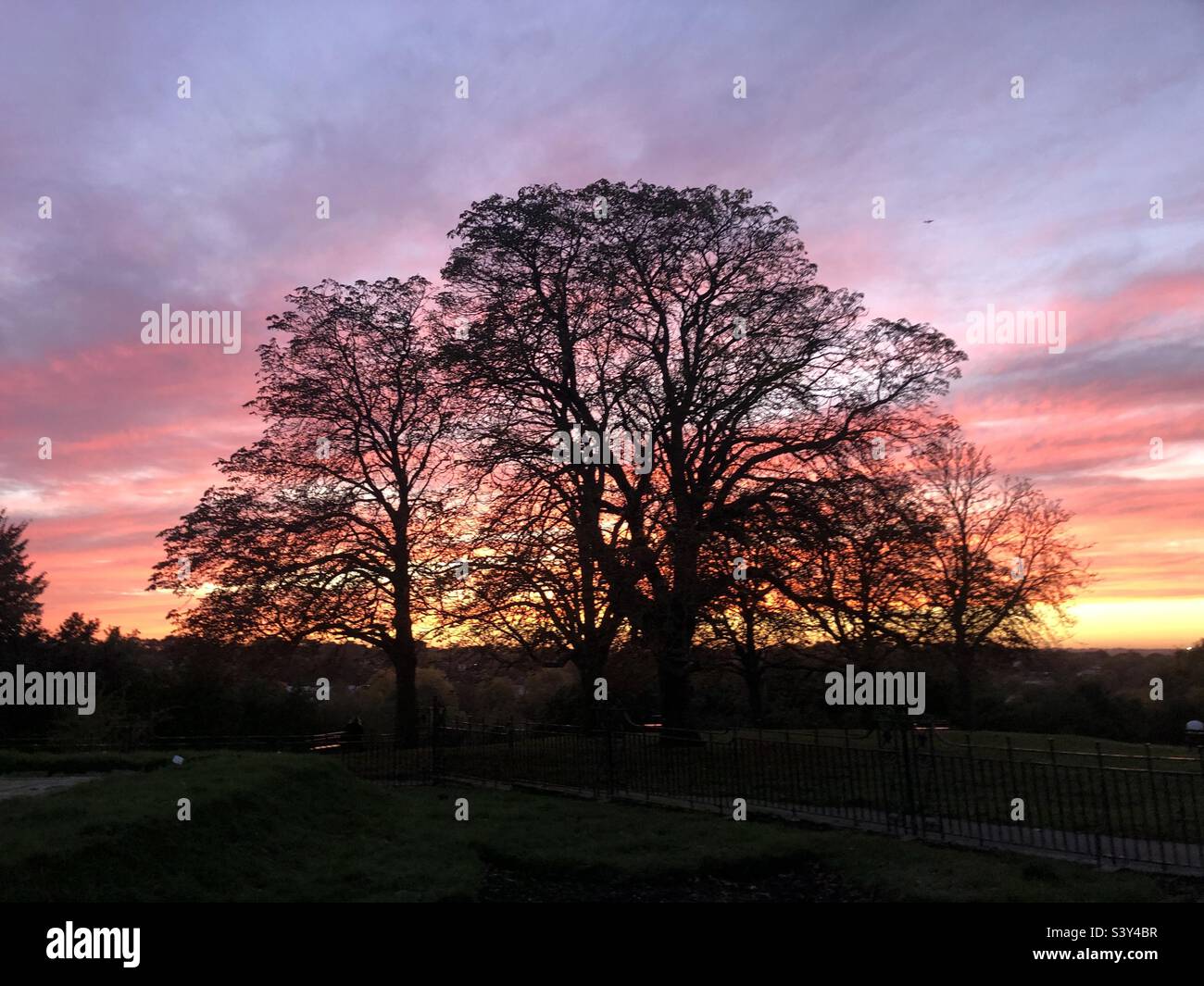 Rosa Wolken und Silhouette eines Baumes bei Sonnenuntergang - Smartphone-aufgenommenes Stockfoto