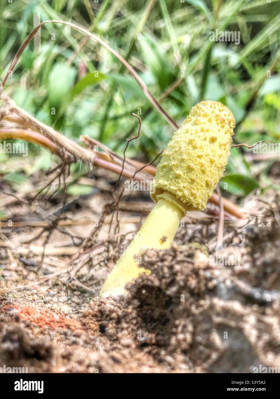 Blütentopf Sonnenschirm Pilz Stockfoto