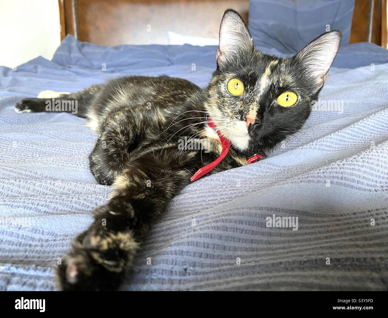 Tortoiseshellkatze mit gelben Augen - Smartphone-aufgenommenes Stockfoto