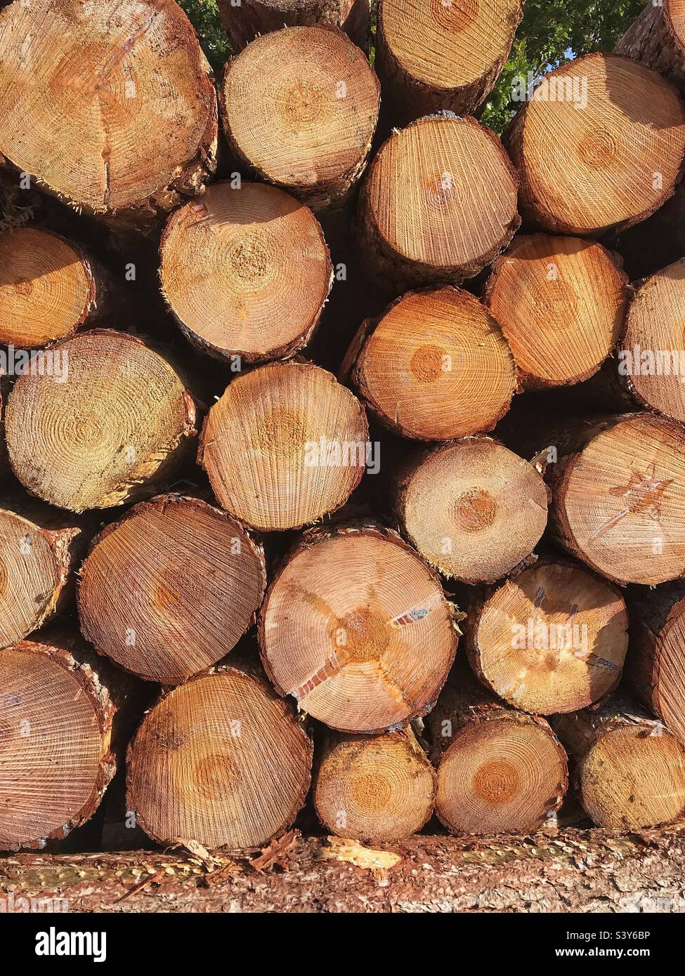 Stapel von gefällten Bäumen aus der Forstwirtschaft - Smartphone-aufgenommenes Stockfoto